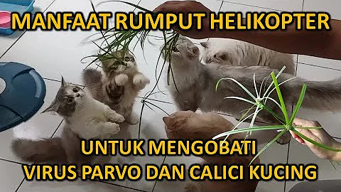 Watch the video about MANFAAT RUMPUT HELIKOPTER UNTUK MENGOBATI VIRUS CALICI KUCING
