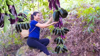 Harvesting Eggplant Goes to countryside market sell, Off grid farm || Lý Thị Cam