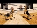MOST PLAYFUL GERMAN SHEPHERD HIGH JUMP [ GERMAN SHEPHERD VIDEOS ] | House of Jimmy