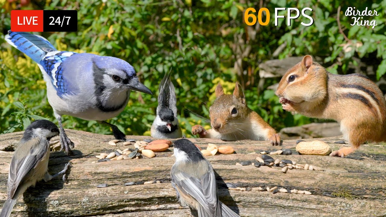 🔴 24/7 LIVE: Cat TV for Cats to Watch 😺 Cute Birds, Squirrels and Chipmunks 📺 4K Cat Games