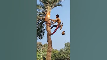 🤤খেজুর গাছের রস 🤤 খুবই মিষ্টি 🤤#sortvideo #nature #vairal #food #sorts #shorts #youtubeshorts