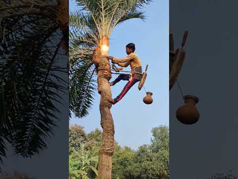 খ জ র গ ছ র রস খ বই ম ষ ট Sortvideo Nature Vairal Food Sorts Shorts Youtubeshorts 