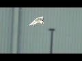 Nature's Most Precise Hunter: The Black-Shouldered Kite