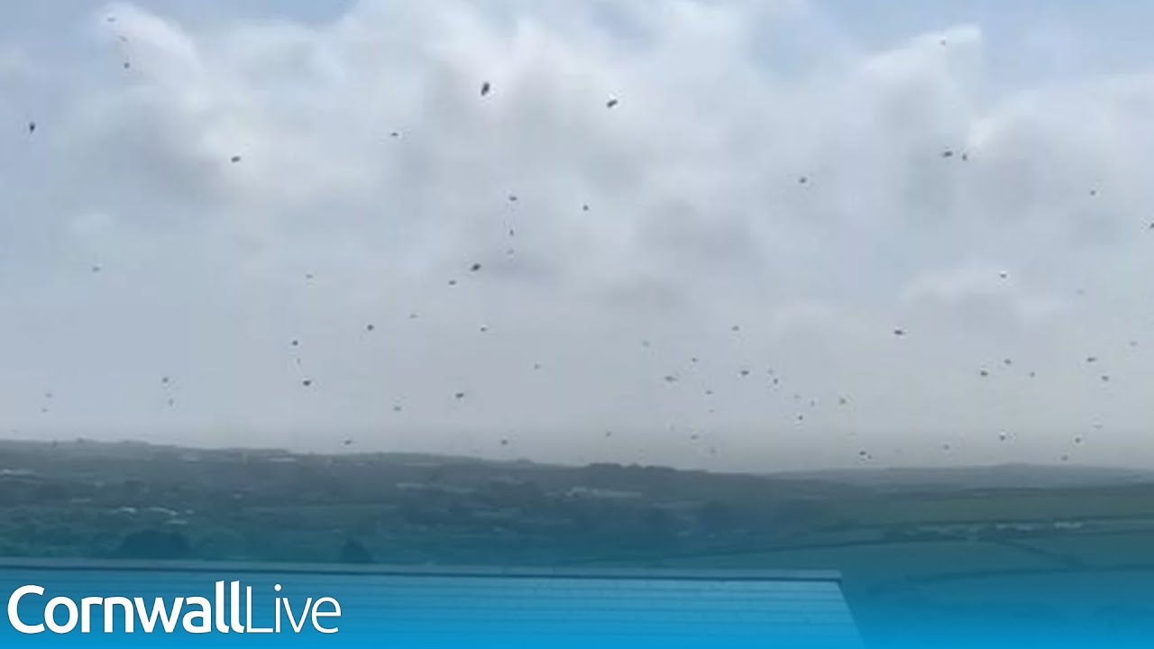 Mum films 'cyclone' of honey bees swarming house as she's forced to shut windows