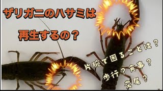 飼育 ザリガニの大きいハサミは本当に再生するのか 脱皮 喧嘩 掃除 青いザリガニの子供のその後 Youtube