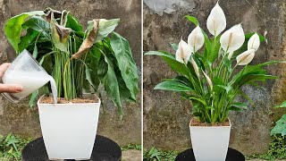 Amazing result, Grow peace lily with 1 cup of rice flour | so many flowers explode