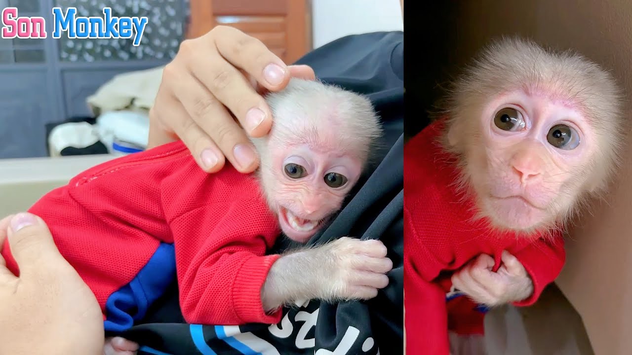 What happened, and what scared the little monkey so much? - Son Monkey