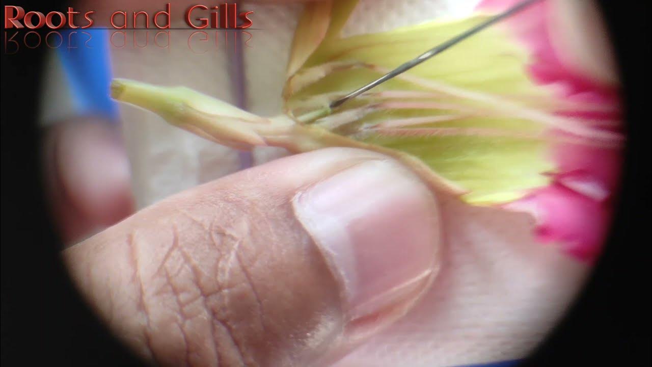 How to hand pollinate adenium flower Part 1 {English Subtitle} PAANO MAG POLLINATE NG ADENIUM