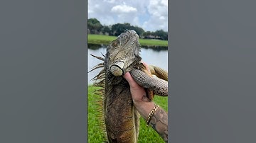 Stackz Compilation Part 43 “Iguanas Are Paid Actors”