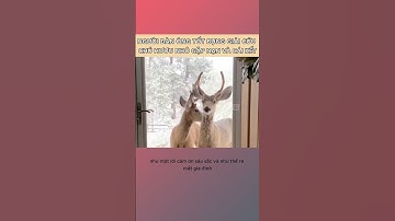 Người đàn ông tốt bụng giải cứu chú hươu nhỏ gặp nạn và cái kết