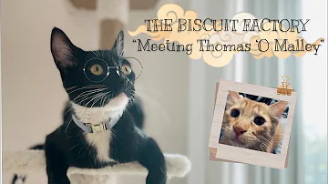 Meeting Thomas ‘O Malley the Alley cat! The Biscuit Factory