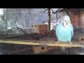 opaline skyblue cinnamon double factor hen large budgie
