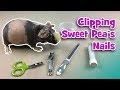 Clipping my skinny pig sweet peas nails