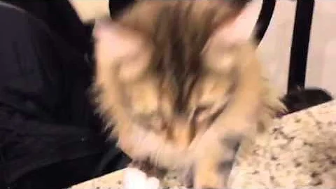 Watch the video about Siberian cat talking