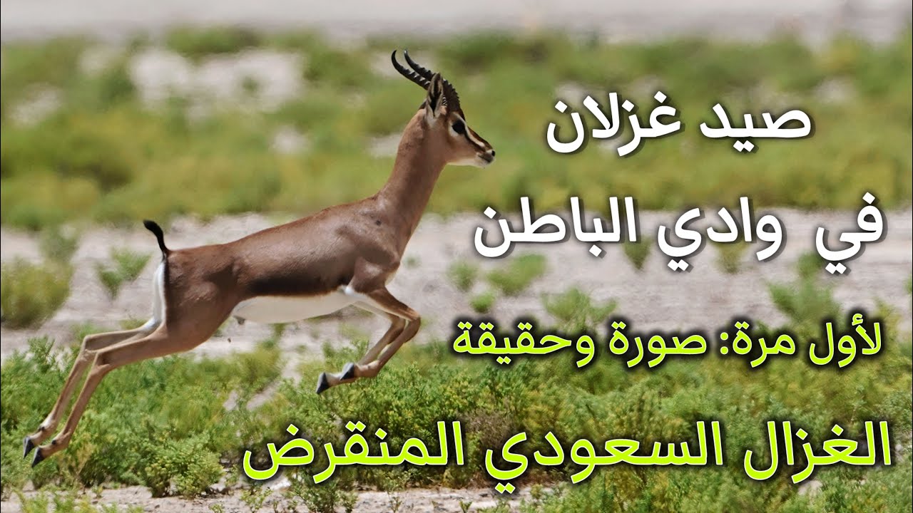 صيد الغزلان بوادي الباطن والدبدبة بجوار الصمان - لأول مرة: صورة ظبي العفري (الغزال السعودي المنقرض)!