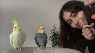 Calm Down Your Bird, Shooting Zen Music for Cockatiels and Parrots screenshot 3