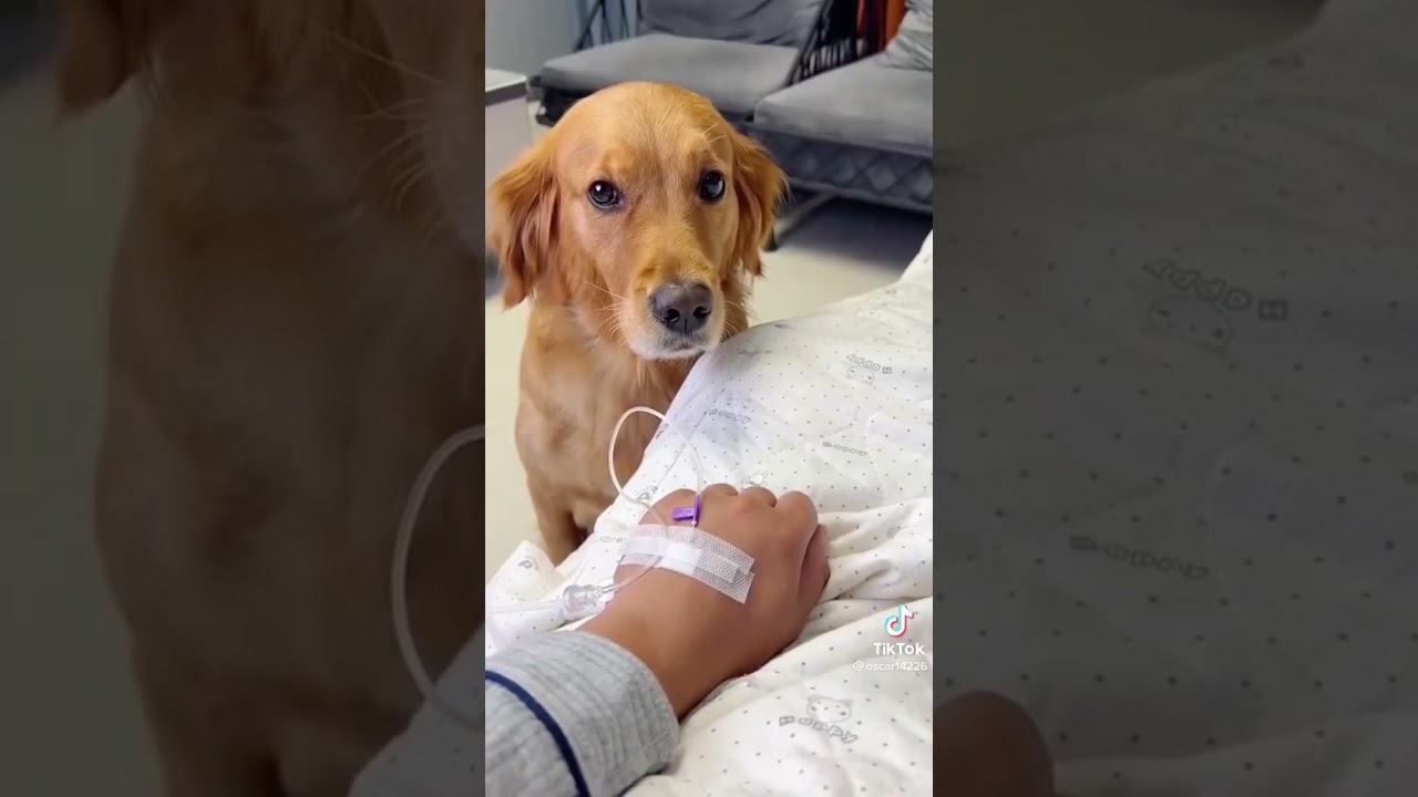 These dogs are too heckin’ funny ? #funny #dogs #funnydogs #funnyvideo #shorts