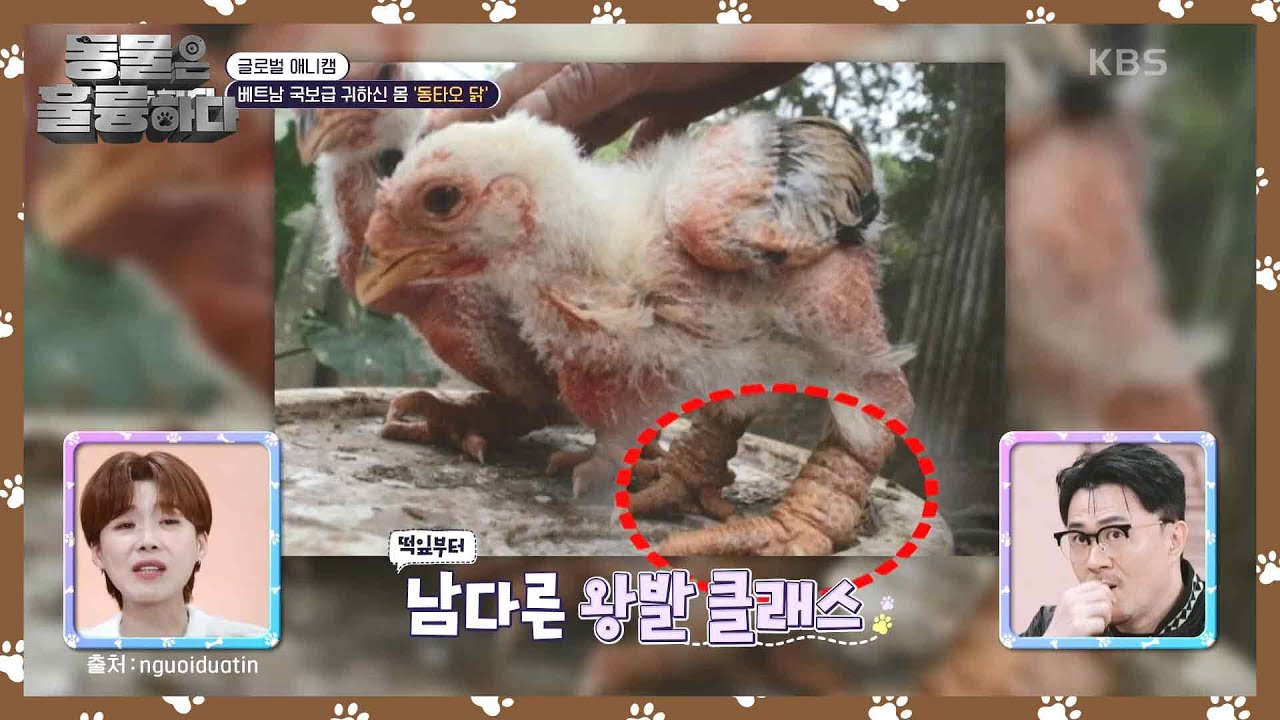 [글로벌 애니캠] 베트남 국보급 귀하신 몸 ‘동타오 닭’ [동물은 훌륭하다] | KBS 250203 방송