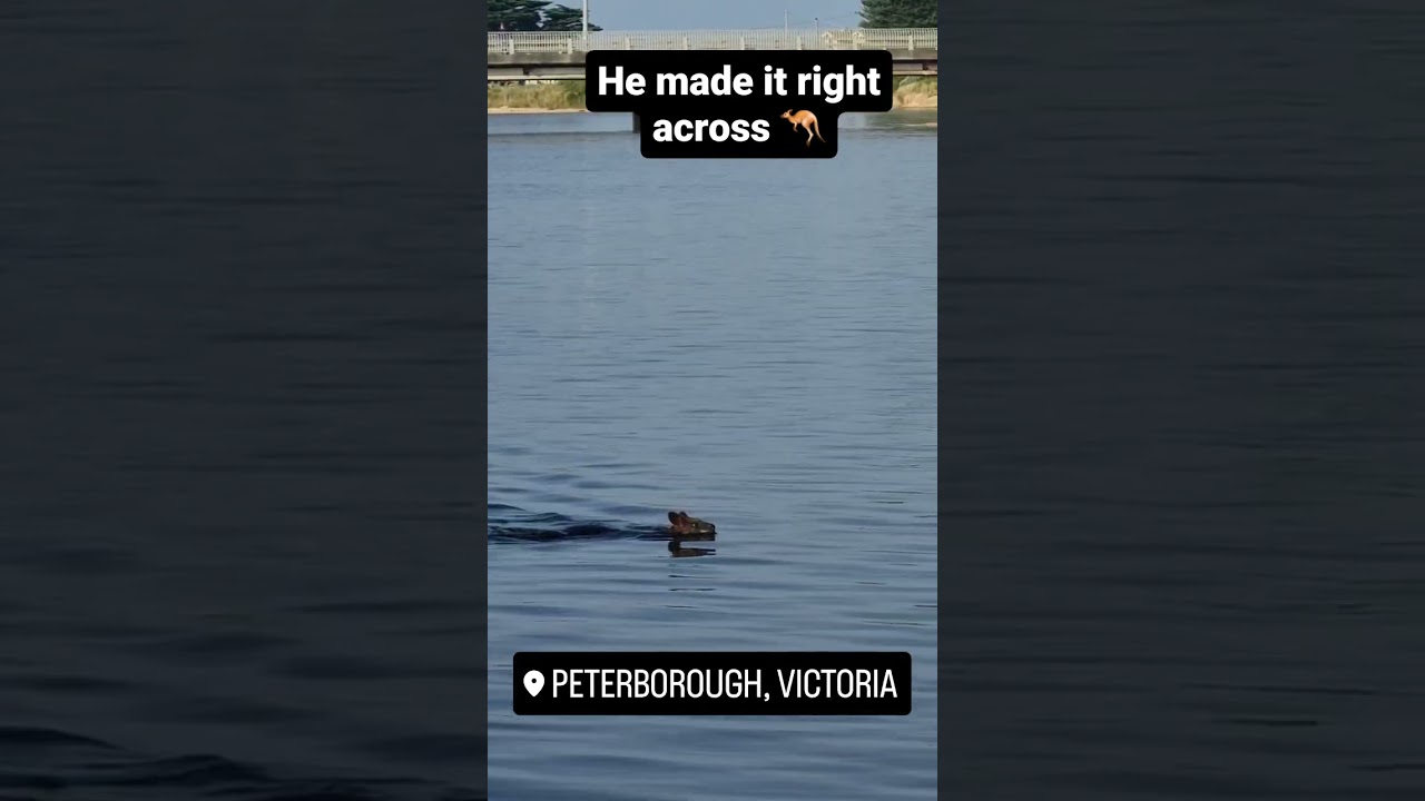 Wallaby swimming across the Peterborough lake.