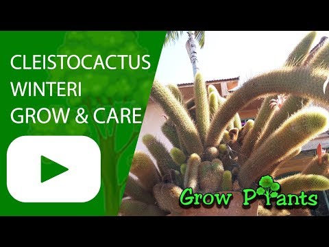 Cleistocactus winteri - grow & care