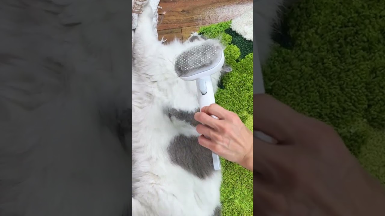 How to Groom a Long-Haired Cat for Healthy, Shiny Fur