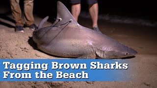 Surf Fishing for Brown Sharks on Cape Cod | S17 E05