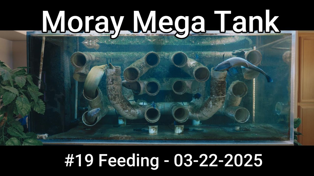 Moray Eel Mega Tank - 19 - Feeding 03-22-2025