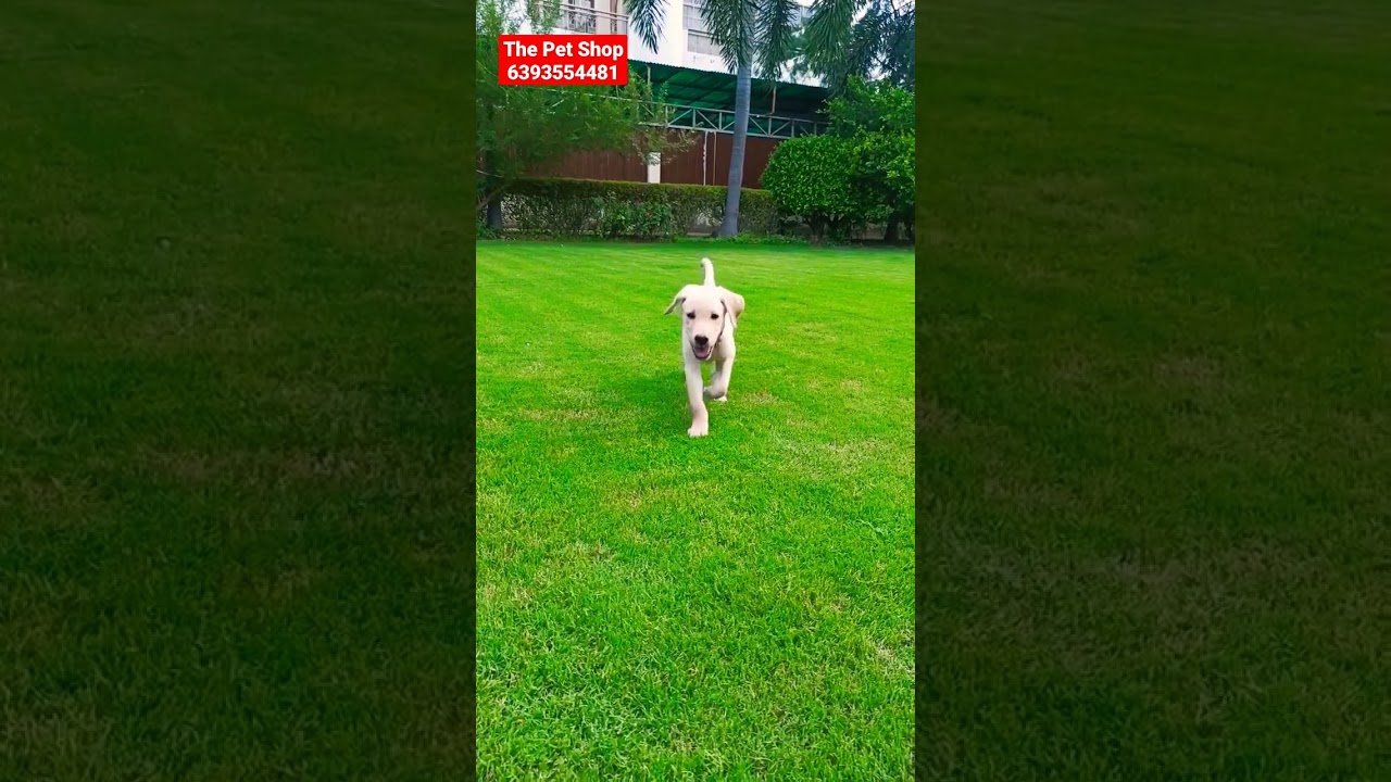 Labrador Golden puppy 