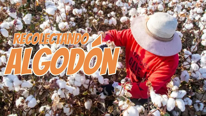 Así se recolecta el algodón !!