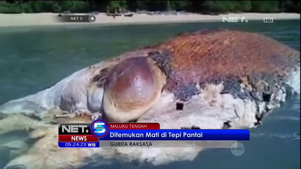 Seekor Gurita Raksasa  Ditemukan Mati di Tepi Pantai Maluku 