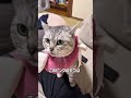 リクエスト動画！リクエストあったらコメントで教えてください #猫好きさんと繋がりたい #猫 #vlog
