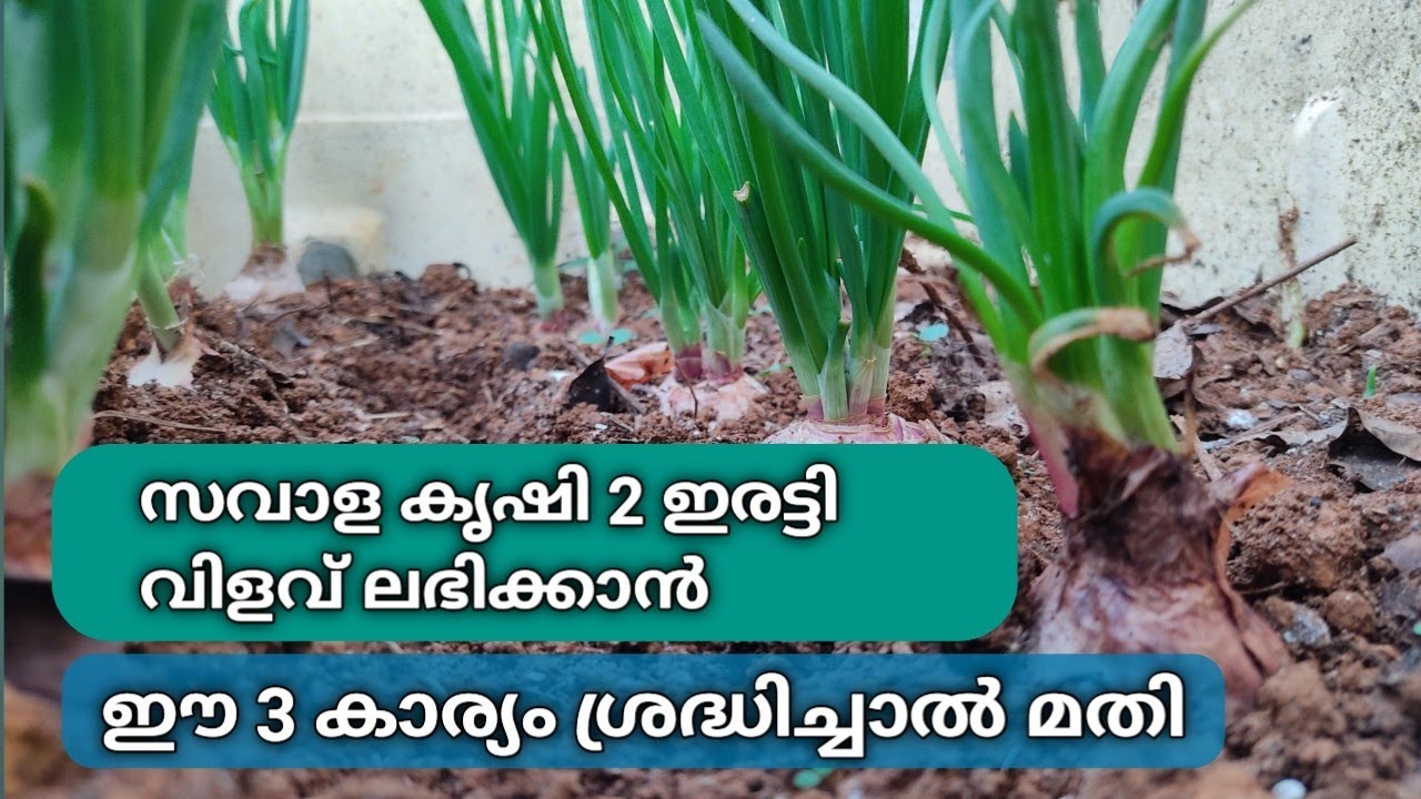 സവാള കൃഷി 2 ഇരട്ടി വിളവ് ലഭിക്കാൻ ഈ 3 കാര്യങ്ങൾ മാത്രം ശ്രദ്ധിച്ചാൽ മതി/