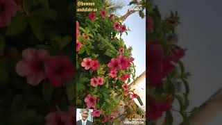 @bownon mukdahran#วันนี้มีfcห้องข้างๆเอากบมาให้แกงอ๋อบให้fcห้องข้างๆกิน