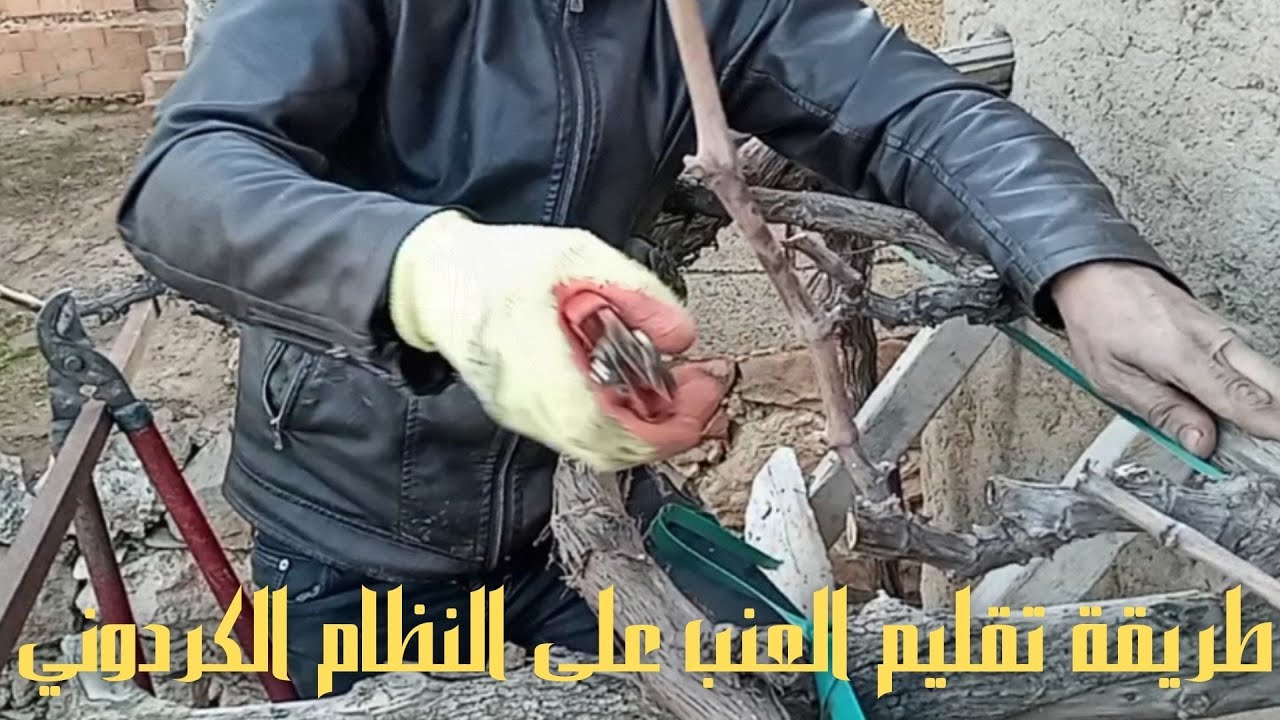 تعلم أفضل واسهل طريقة لتقليم العنب على النظام الكردوني (تربية منزلية) Cordon Grape vine pruning