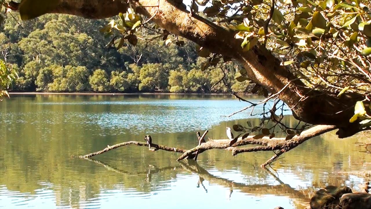 Lane Cove River Life