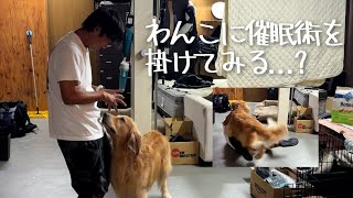 わんこに催眠術を掛けてみる