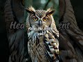 Owl Hoot Sound Mysterious Night Call Nature Ringtone Bird Sounds Talkingnature Birdsound 