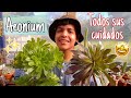 AEONIUM: Cuidados y consejos ¡Lo qué debés saber! | Cattu!