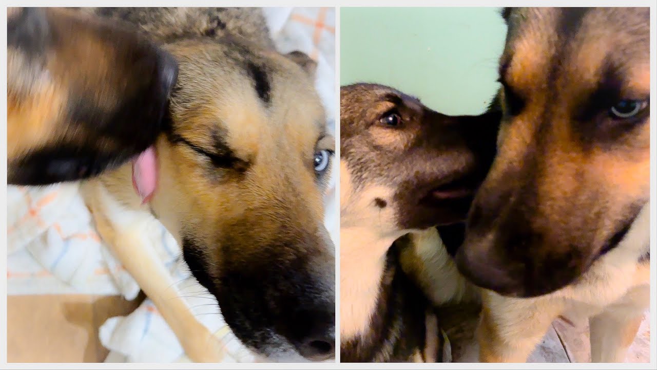 DOGMAS DAY 22 Update On Our Two Female Dogs In Heat YouTube