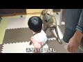 赤ちゃんと遊んでくれてる？元猟犬