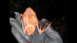 Eastern Red Bat Species Profile