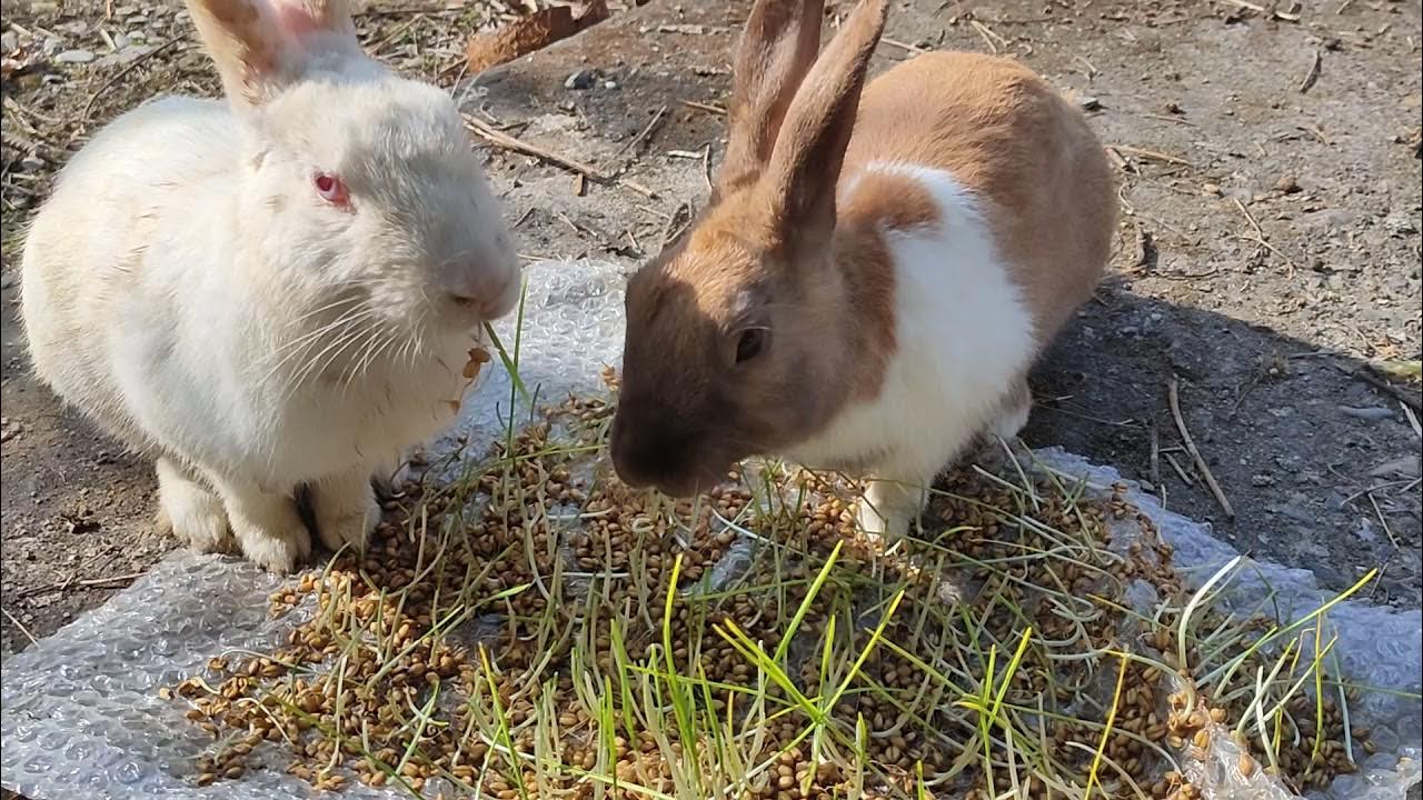 Wheat grass diet for my bunnies YouTube