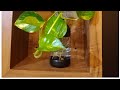 Money Plant Growing In Plastic Bottles| money plant decoration ideas