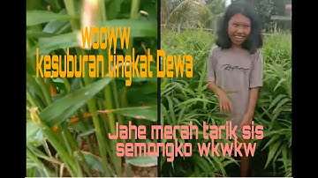 JAHE MERAH UMUR 8 BULAN// luar biasa tingkat dewa