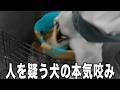 【豹変】猪の罠にかかった犬は人間への不信感が頂点に達した結果...咬傷犬に