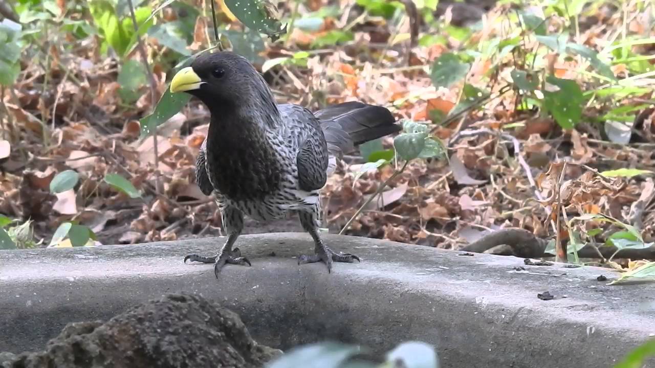Western Grey Plantain -Eater 