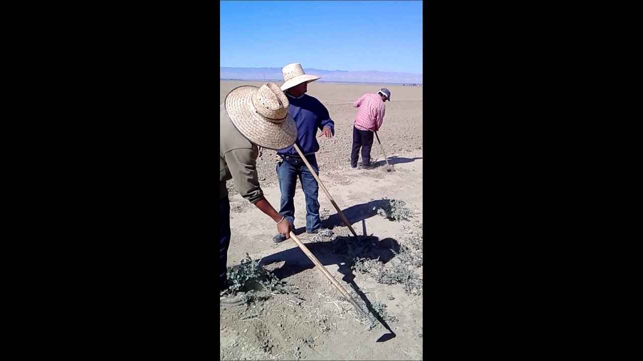 El trabajo en mendota california YouTube