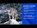 Students can help name wolves coming to Colorado for reintroduction