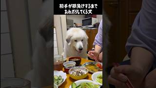 おねだり成功率100%の愛犬　#greatpyrenees #大型犬のいる生活 #大型犬 #大型犬と暮らす #グレートピレニーズ #ゴールデンレトリバー #癒し #愛犬