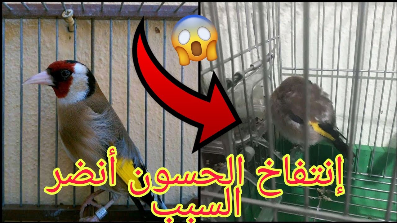دواء إنتفاخ الحسون في هذا الوقت من السنة😱أنقذ حسونك من الموت المحثم